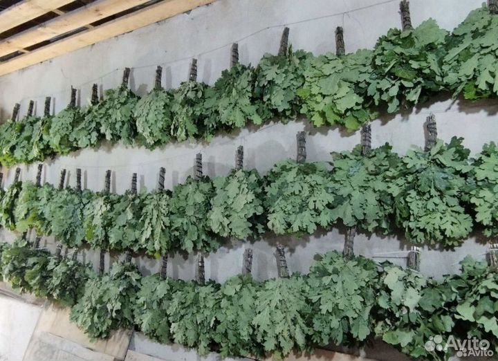 Веники для бани и сауны (березовые и дубовые )