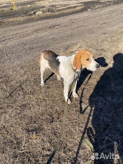 Вязка Русская гончая пегая Выжлец