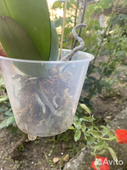 Орхидея фаленопсис Сезам