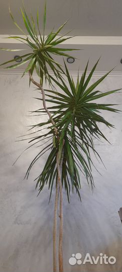 Драцена маргината или окаймленная