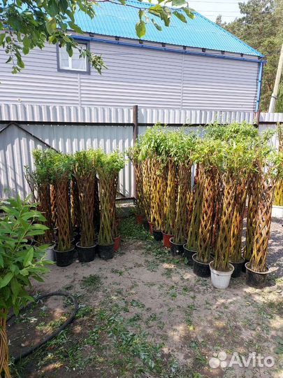 Ива плетеная 