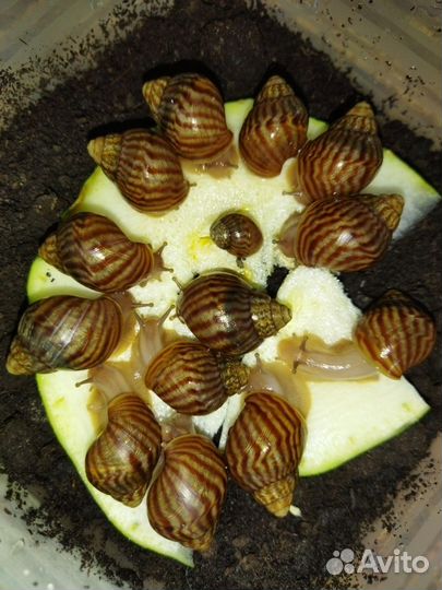 Улитки ахатины