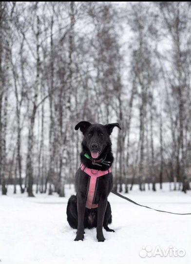 Красавец Вуди ищет дом