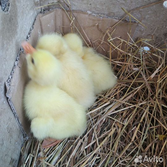 Утята. Взрослые утки