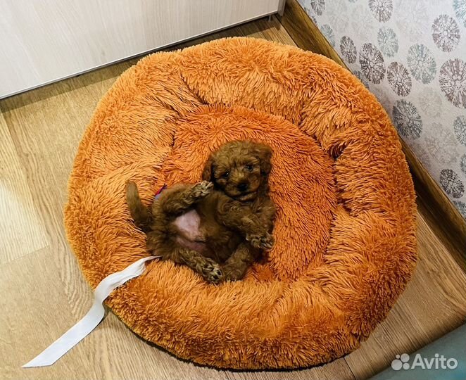 Щенок той пуделя