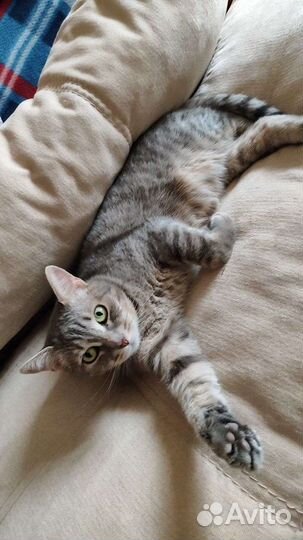 Кошка в добрые руки