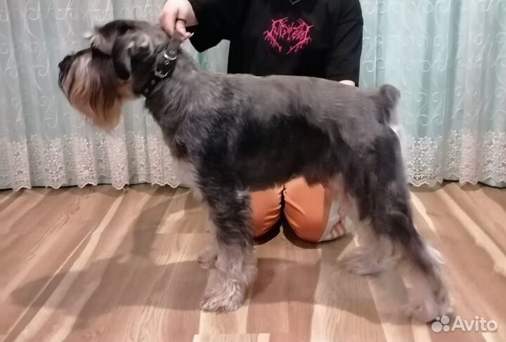 Миттельшнауцер вязка