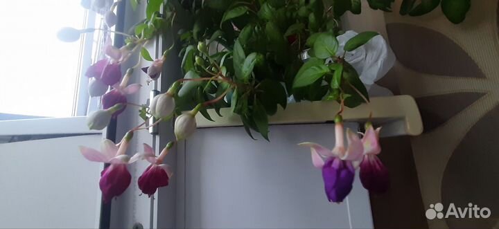 Комнатные цветы