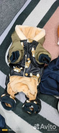 Зимний комбинезон для Чихуахуа