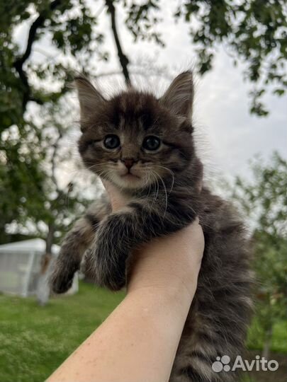 Котята ишут семью