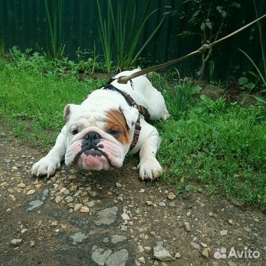 Передержка собак
