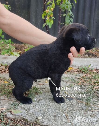 Щенки Кане Корсо