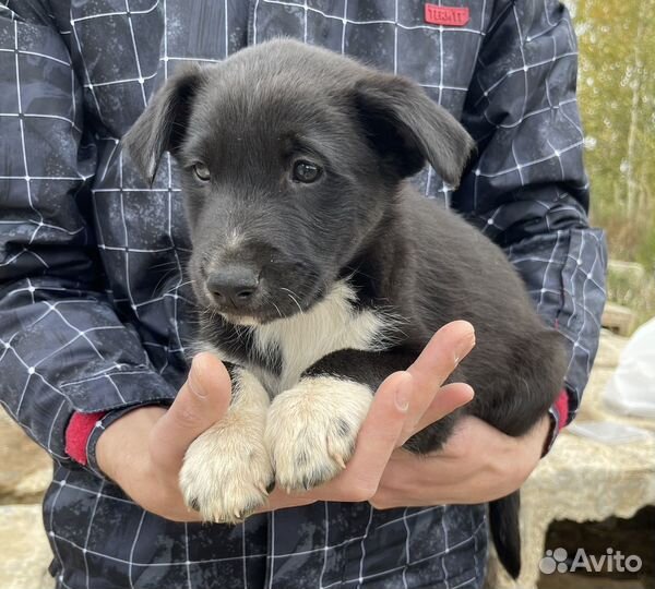 Щенки в добрые руки