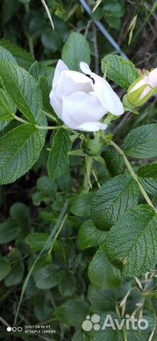 Белый шиповник. Папоротник