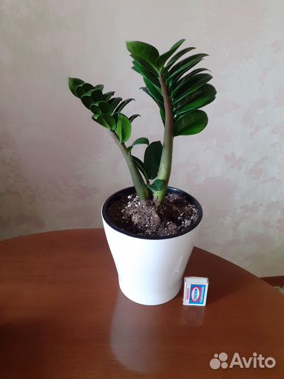 Замиокулькас