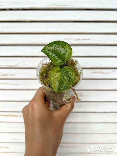 Сциндапсус geulis