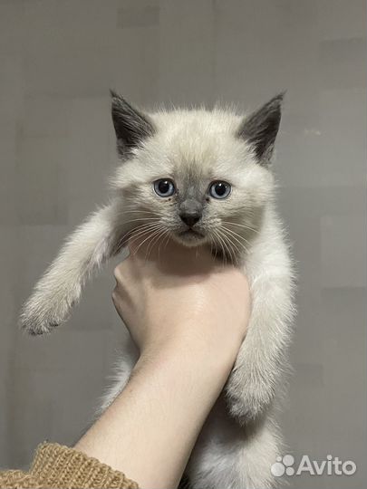 Котята бесплатно
