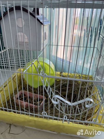 Джунгарский хомяк с клеткой