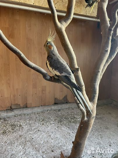 Кореллы попугаи