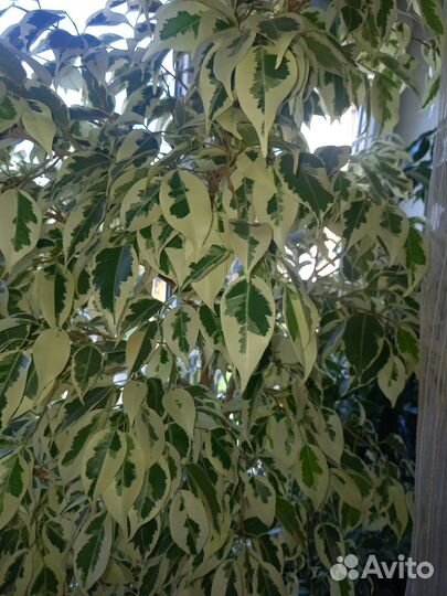 Фикус де гантель