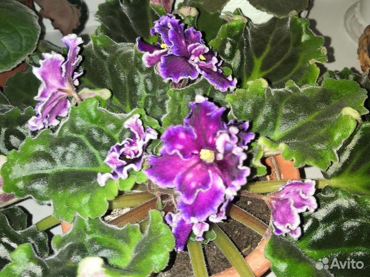 Комнатные цветы