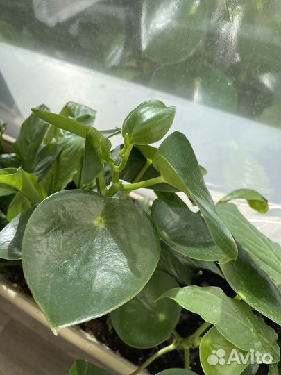 Пилея пеперомиевидная