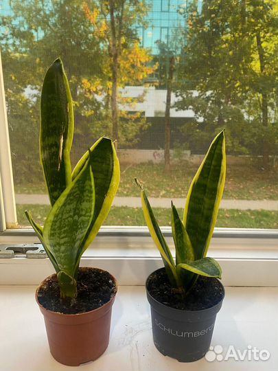 Комнатные растения