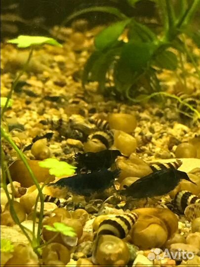 Креветки, раки,улитки, растения,мхи