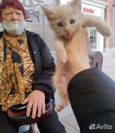 Котята