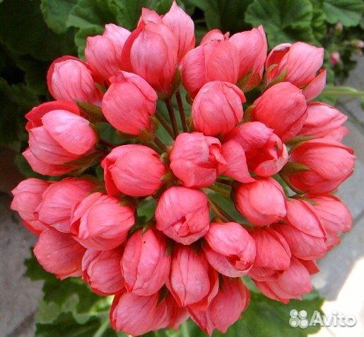 Пеларгония герань