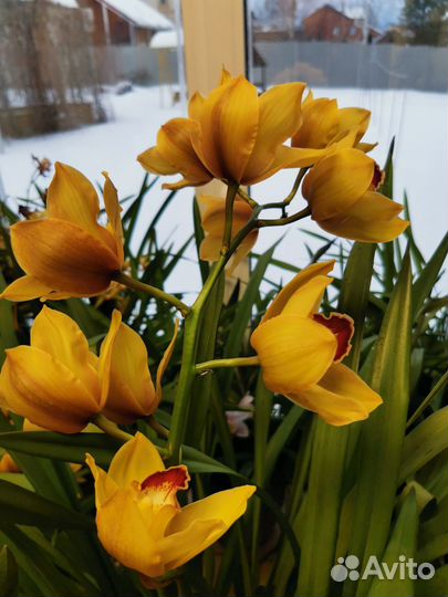 Орхидея цимбидиум