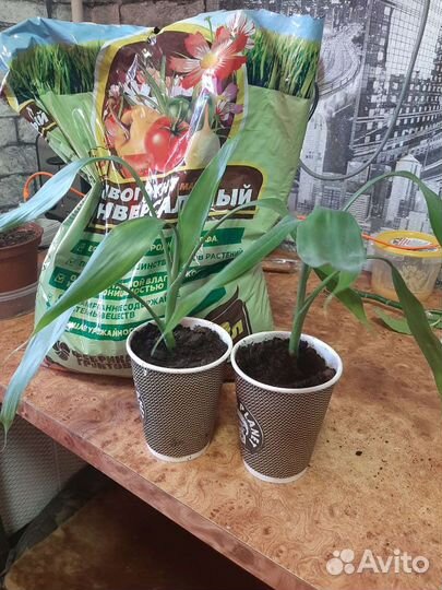 Драцена Сандера (Бамбук )