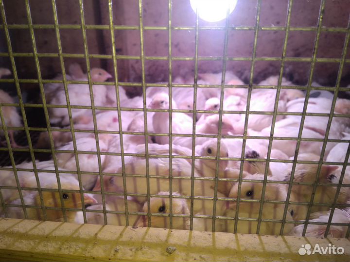 Перепелята