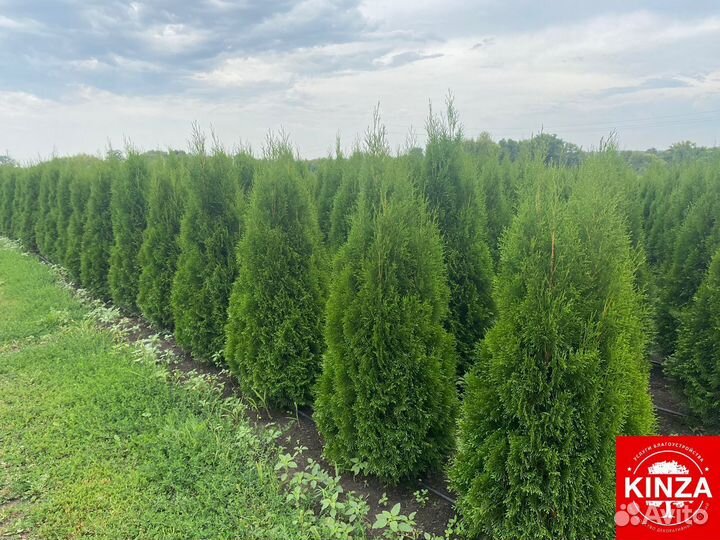 Туя колумна