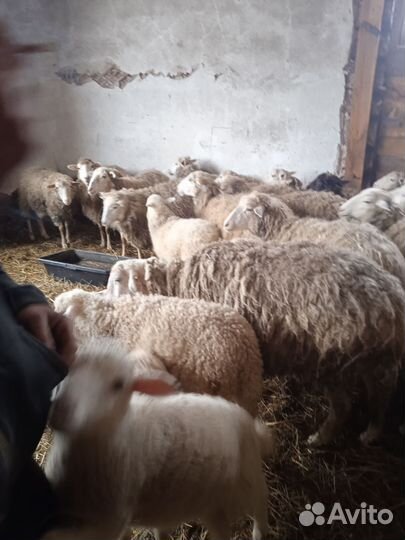 Овцы бараны ягнята Куйбышевской породы