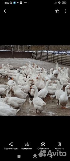 Гусята суточные и подрощеные