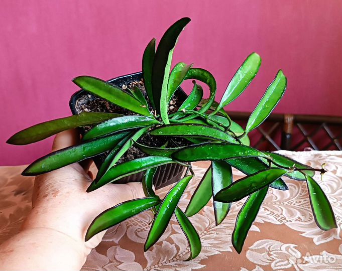 Комнатные цветы разные