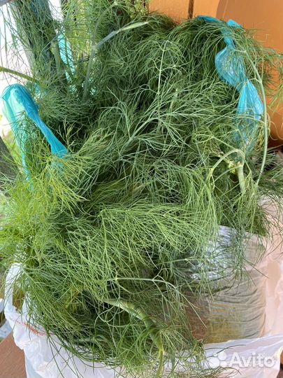 Свежий укроп