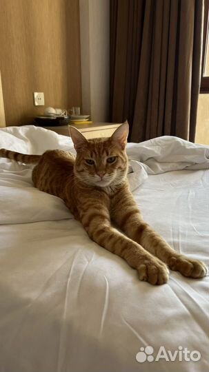 Рыжий кот Чарли в добрые руки