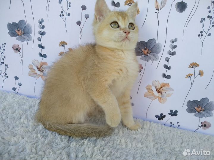 Британская шиншилла