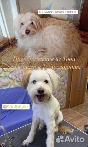 Стрижка собак и кошек