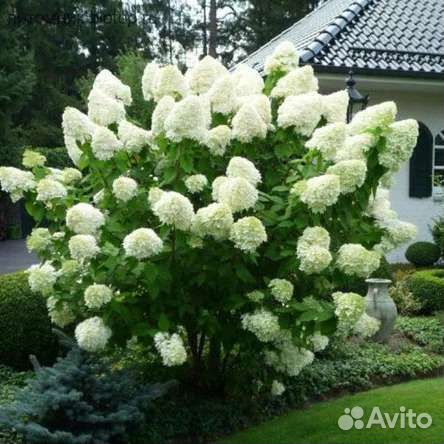 Гортензия метельчатая Polar Bear, саженцы