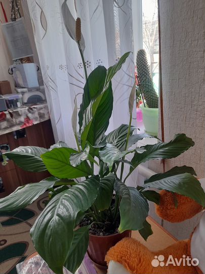 Спатифиллум