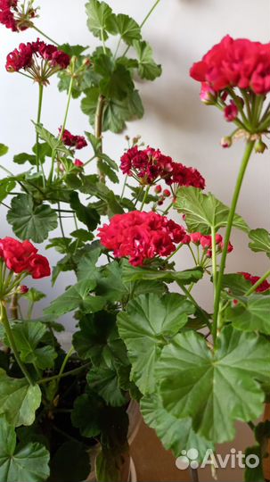 Пеларгония герань