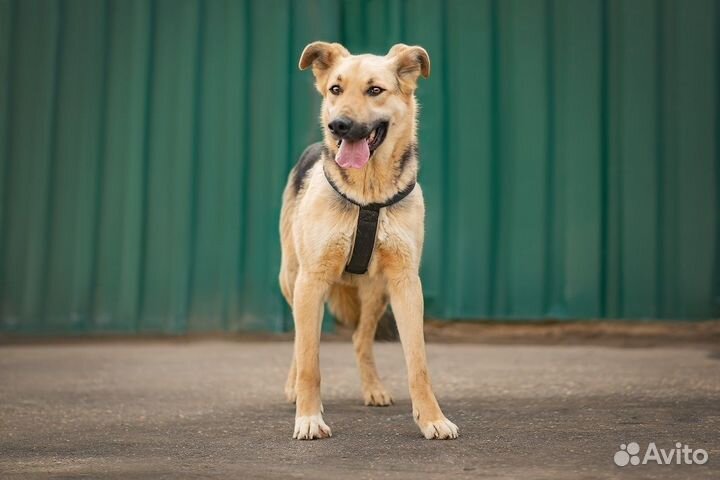 Пёс Дионис в добрые руки