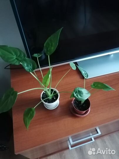 Алоказия клобучковая