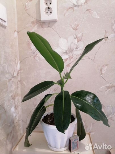 Фикус Тинеке,Руби,Робуста, Мелани