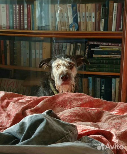 Ищем дом для Гарри, тихого и грустного