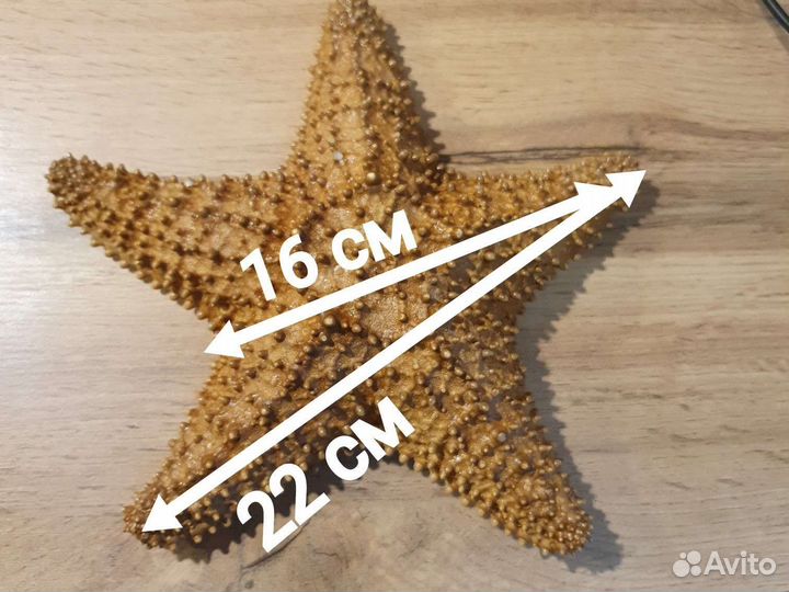 Морская звезда размер 22 см