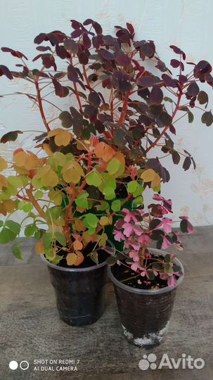 Оксалисы вулканические